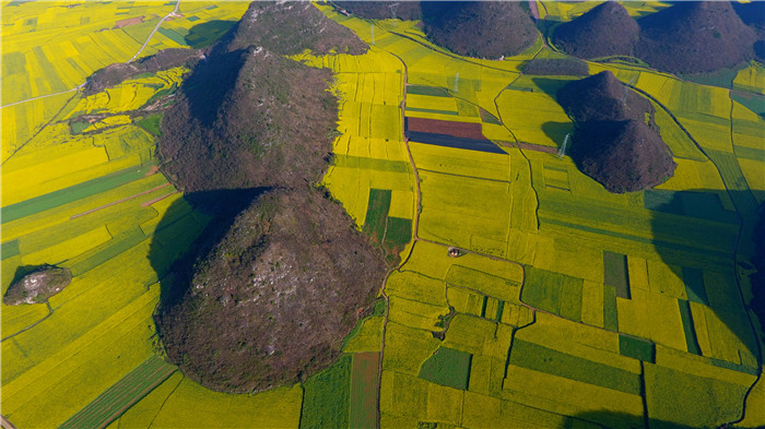 看！云南羅平80萬畝油菜花競相怒放