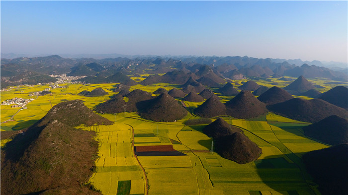 看！云南羅平80萬(wàn)畝油菜花競(jìng)相怒放