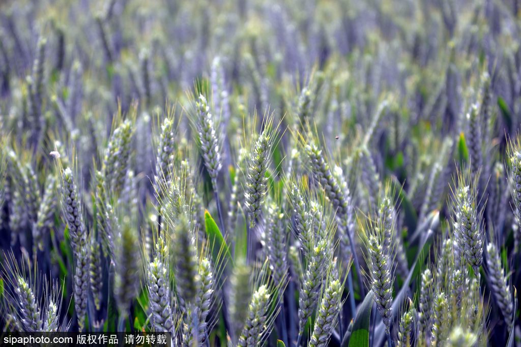 春回大地草木萌動 盤點那些農田光景返樸歸真