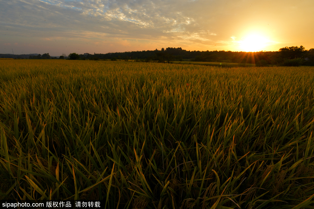 春回大地草木萌動 盤點那些農(nóng)田光景返樸歸真