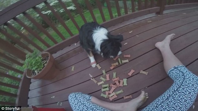 世界上最有耐心的狗狗長什么樣？[組圖]