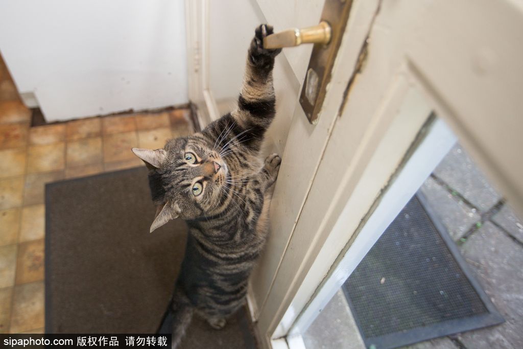 智商太驚人 英國(guó)一貓咪竟能自己開(kāi)門(mén)進(jìn)出自由
