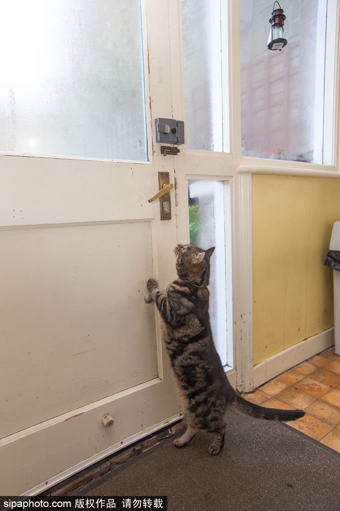智商太驚人 英國一貓咪竟能自己開門進(jìn)出自由