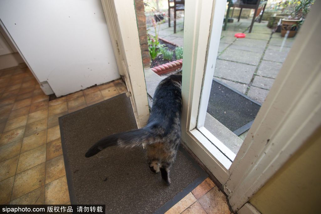智商太驚人 英國(guó)一貓咪竟能自己開(kāi)門(mén)進(jìn)出自由