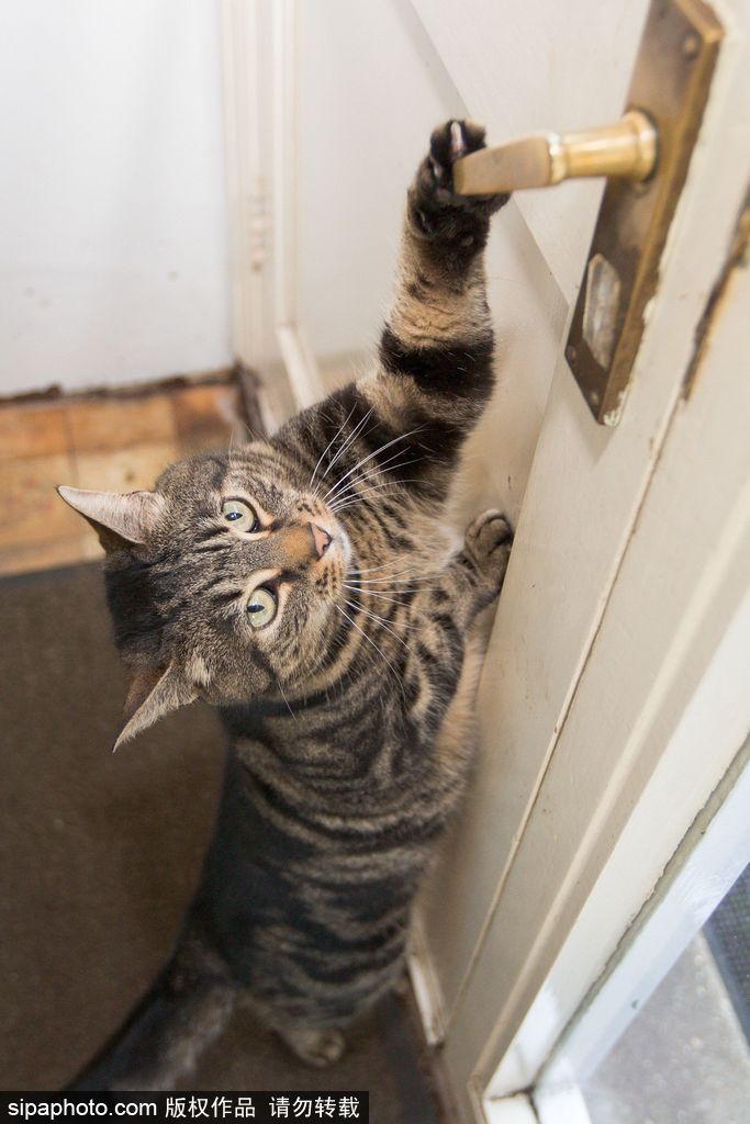 智商太驚人 英國(guó)一貓咪竟能自己開門進(jìn)出自由