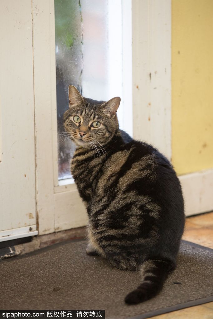 智商太驚人 英國一貓咪竟能自己開門進出自由