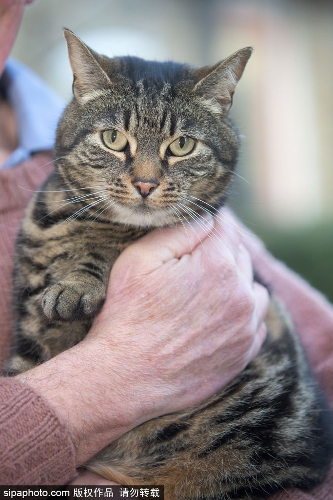 智商太驚人 英國一貓咪竟能自己開門進(jìn)出自由