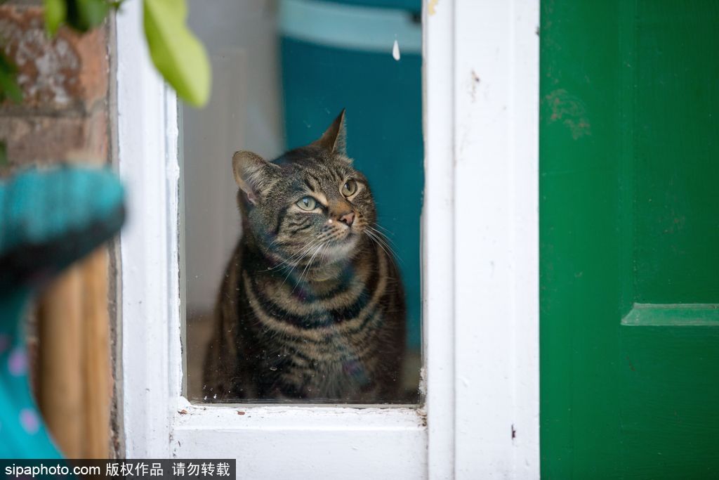 智商太驚人 英國(guó)一貓咪竟能自己開(kāi)門(mén)進(jìn)出自由