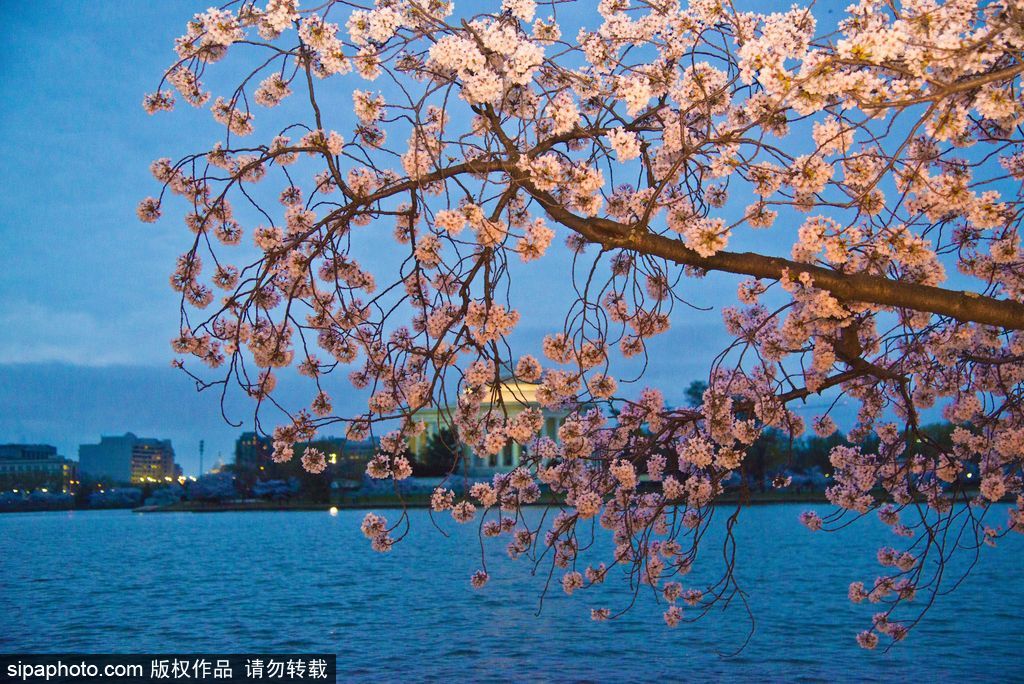 日本櫻花季即將到來 盤點國內(nèi)外賞櫻勝地超浪漫