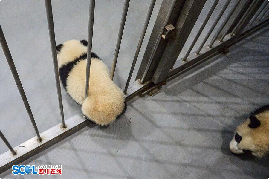 揭秘熊貓保姆工作內(nèi)幕 不只是被抱大腿（組圖）