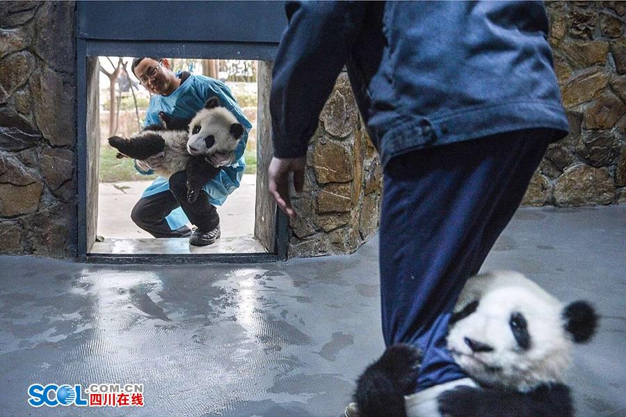 揭秘熊貓保姆工作內(nèi)幕[組圖]