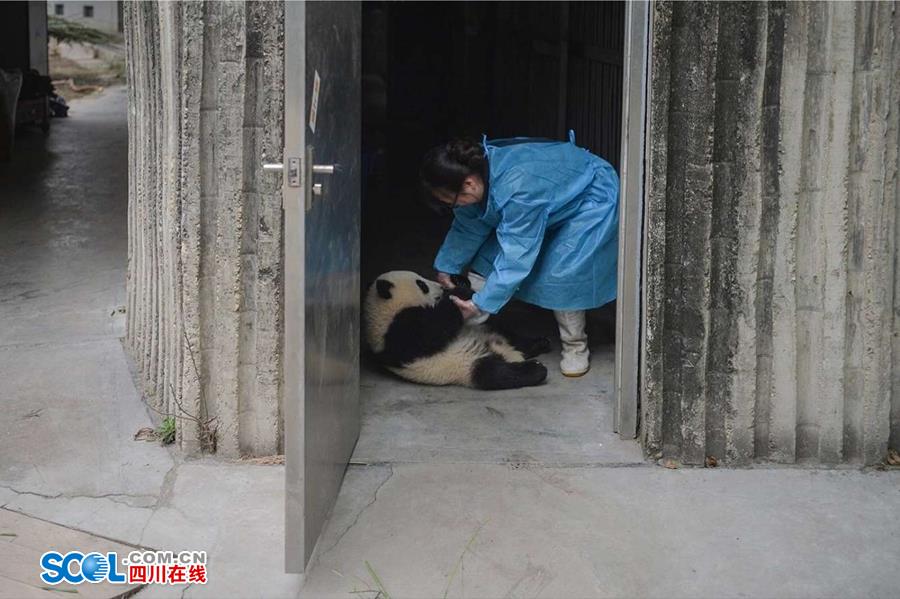 揭秘熊貓保姆工作內幕[組圖]