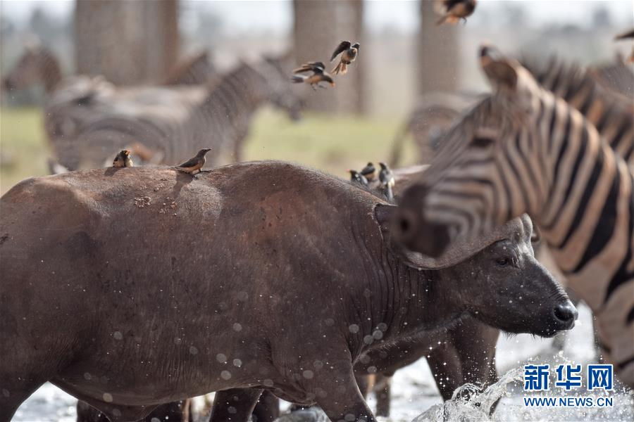 肯尼亞對野生動物進(jìn)行“人口普查” 包含數(shù)量、遷徙路線和資源數(shù)據(jù)