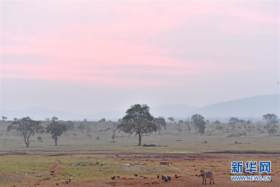 肯尼亞對野生動物進行“人口普查” 包含數量、遷徙路線和資源數據