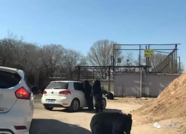 游覽轎車遭黑熊圍堵 熊爪伸進車內討要食物