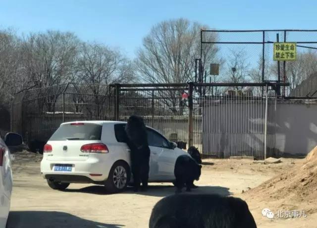 游覽轎車遭黑熊圍堵 熊爪伸進車內(nèi)討要食物