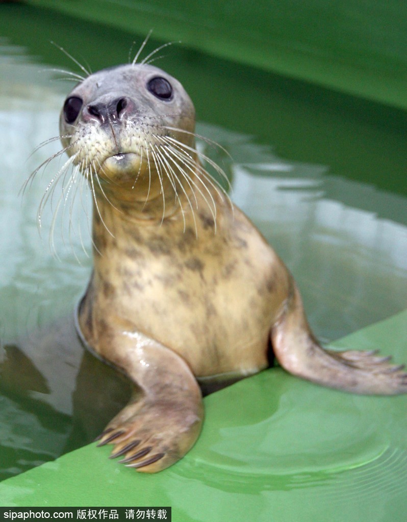 天生自帶賣萌屬性 盤點全球海豹們的蠢萌瞬間