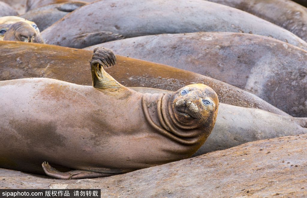天生自帶賣萌屬性 盤點(diǎn)全球海豹們的蠢萌瞬間