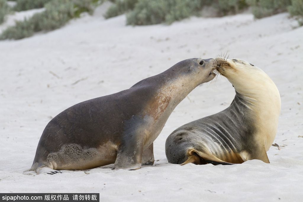 天生自帶賣萌屬性 盤點全球海豹們的蠢萌瞬間