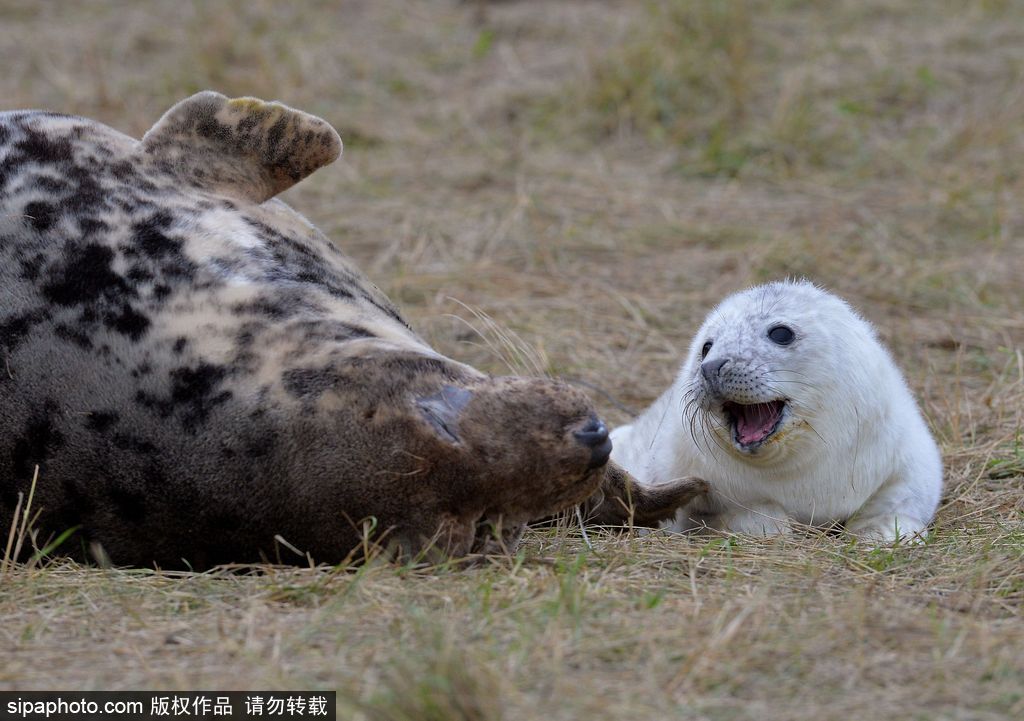 天生自帶賣萌屬性 盤點(diǎn)全球海豹們的蠢萌瞬間