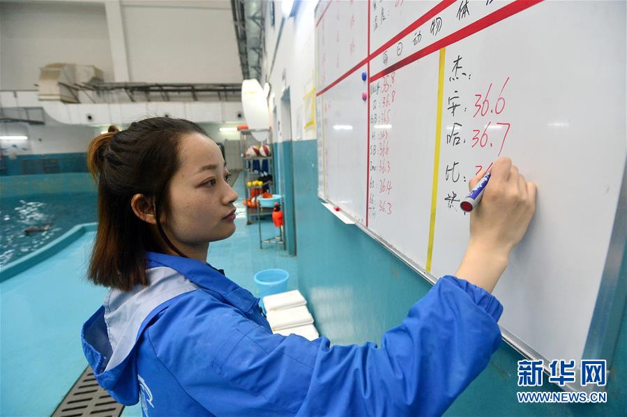 “海豚姑娘”的藍色追夢之旅