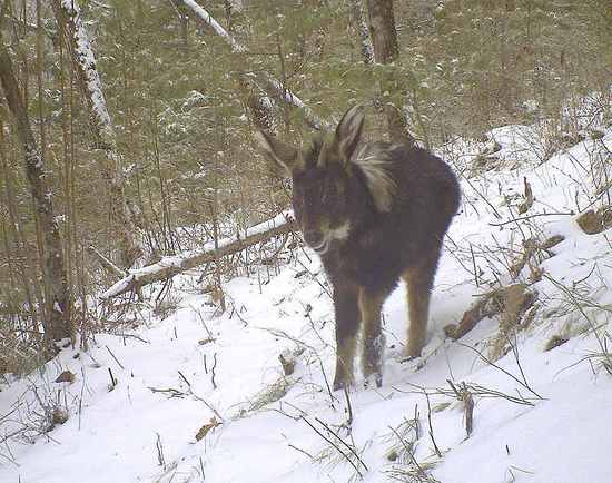 “神獸”踩空掉千島湖:原來是只鬣羚