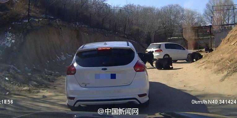 八達嶺熊襲事件：車主投喂動作曝光
