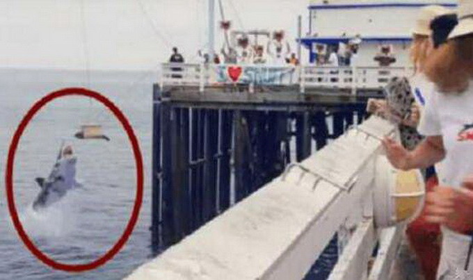 場面尷尬 直播放生海豹卻被鯊魚吃了