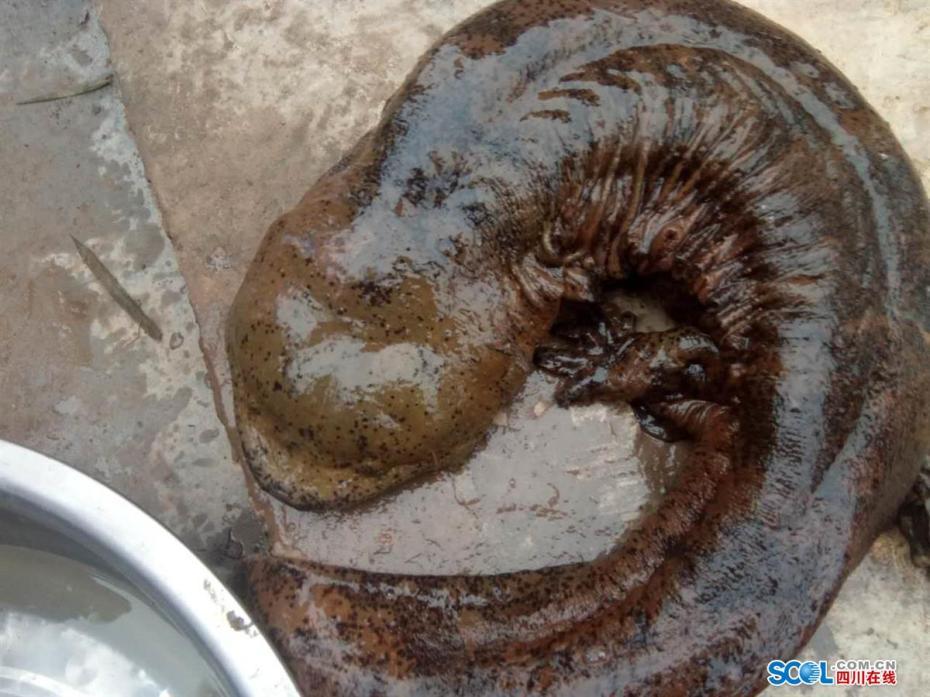 四川瀘州發(fā)現(xiàn)巨型野生娃娃魚 長(zhǎng)1米重18斤