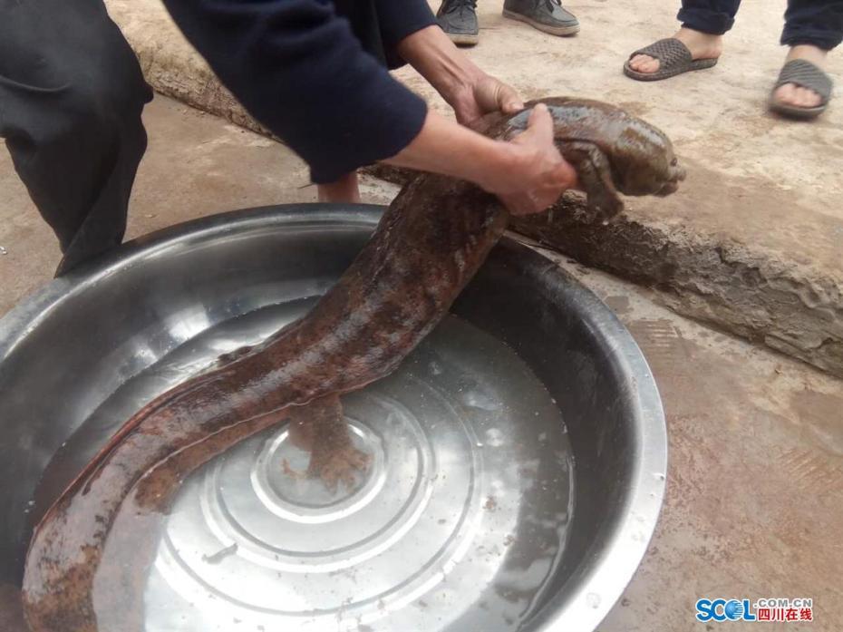 四川瀘州發現巨型野生娃娃魚 長1米重18斤