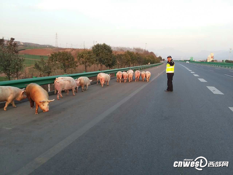 貨車側翻生豬高速上撒歡 西安交警揮鞭子趕豬回圈（組圖）