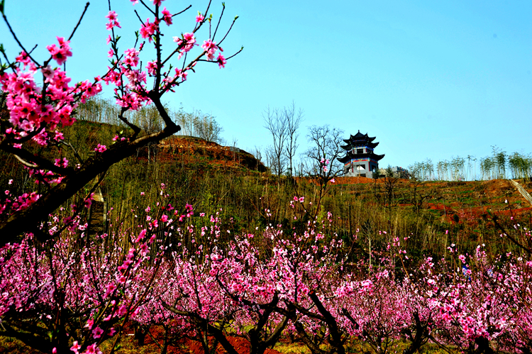 《三生三世》已完結(jié) 西安附近哪里能去看桃花？