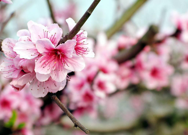 《三生三世》已完結 西安附近哪里能去看桃花？