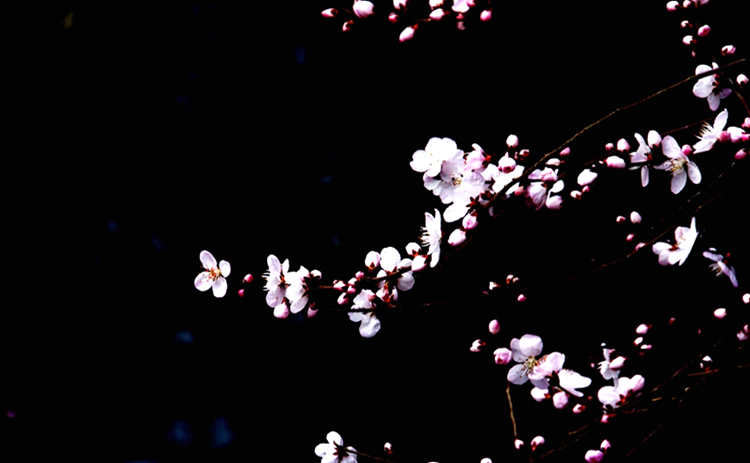 《三生三世》已完結 西安附近哪里能去看桃花？