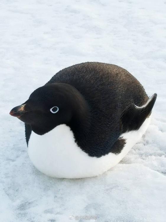 直擊二月南極風(fēng)光 有極光有萌寵（組圖）