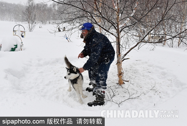走進西伯利亞狗狗收容所 看雪橇犬們的生活（組圖）