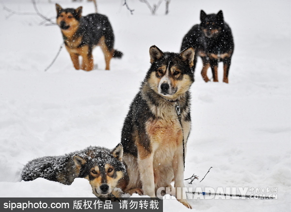 走進西伯利亞狗狗收容所 看雪橇犬們的生活（組圖）