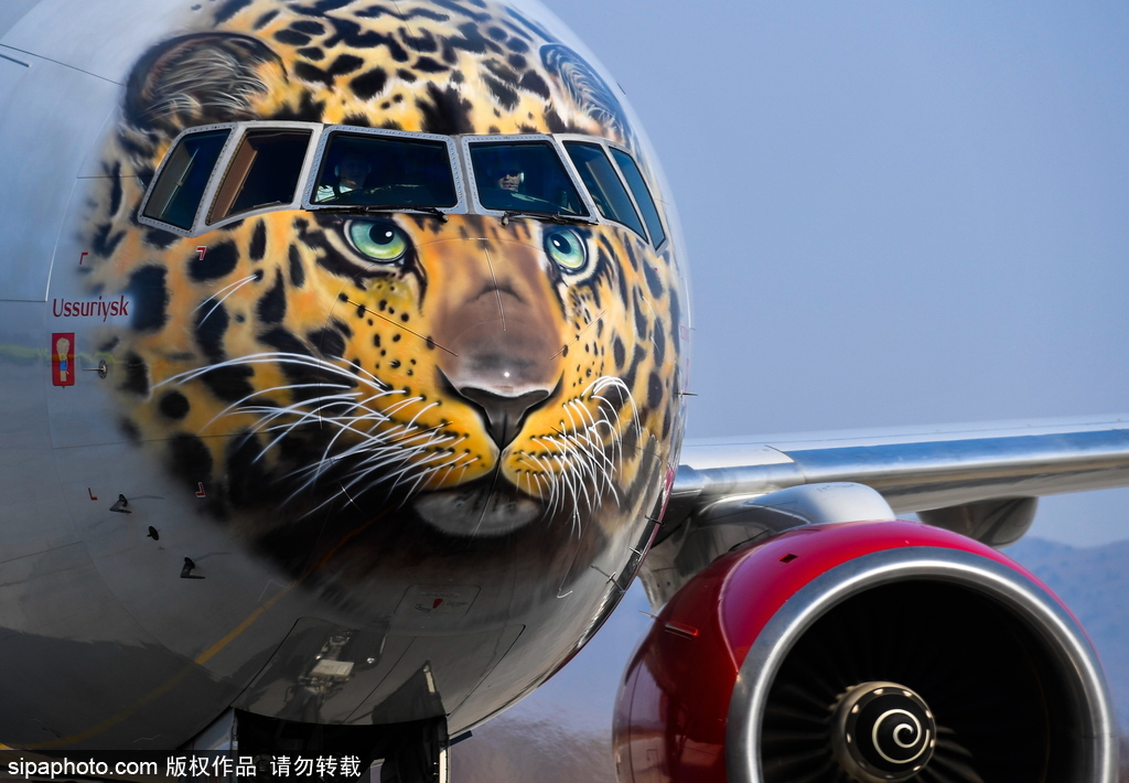 一頭豹子飛過來！俄羅斯飛機繪遠東豹圖案萌態十足