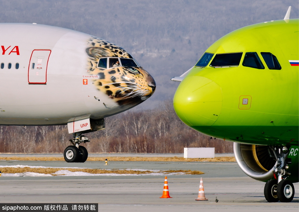 一頭豹子飛過來！俄羅斯飛機繪遠東豹圖案萌態十足