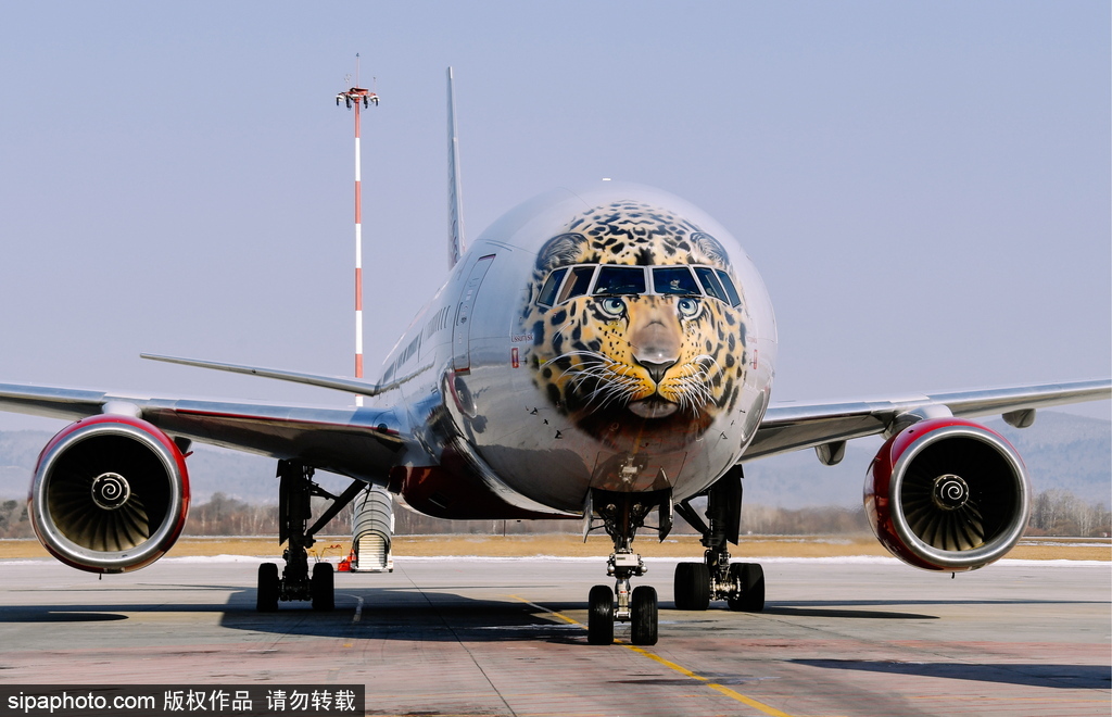 一頭豹子飛過來！俄羅斯飛機繪遠東豹圖案萌態(tài)十足