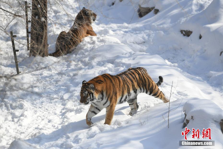 長春多輪降雪后 動物們開啟狂歡模式