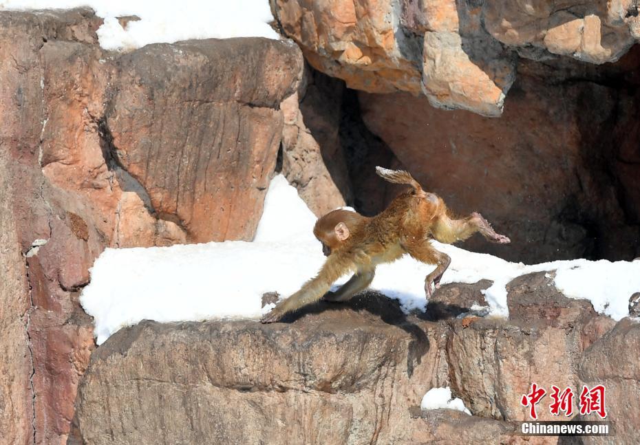 長(zhǎng)春多輪降雪后 動(dòng)物們開(kāi)啟狂歡模式