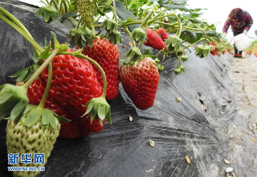 驚蟄鬧春耕(組圖)