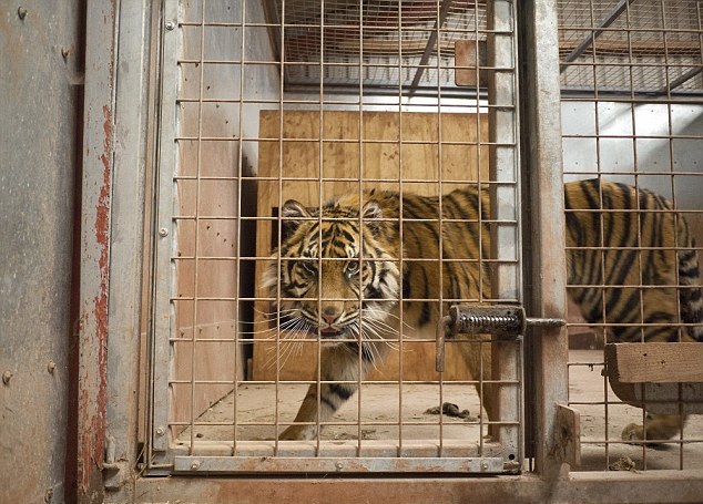 3年養(yǎng)死500動物 花豹因饑餓啃食了自己的爪子