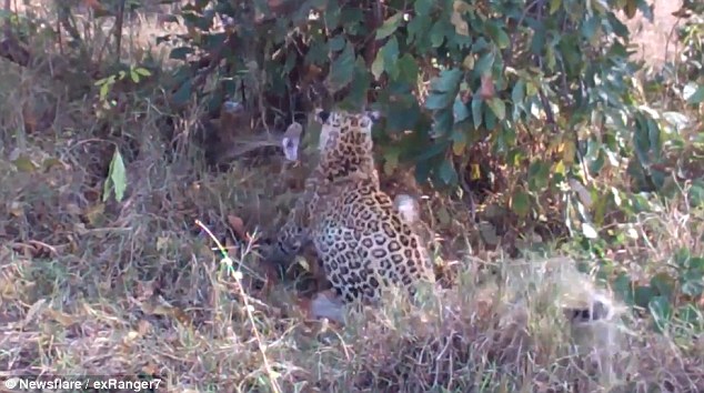 史詩決斗！豹媽媽為保護幼崽與巨蟒激戰（圖）