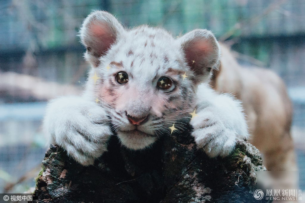 萌哭了！當動物遇上美顏相機