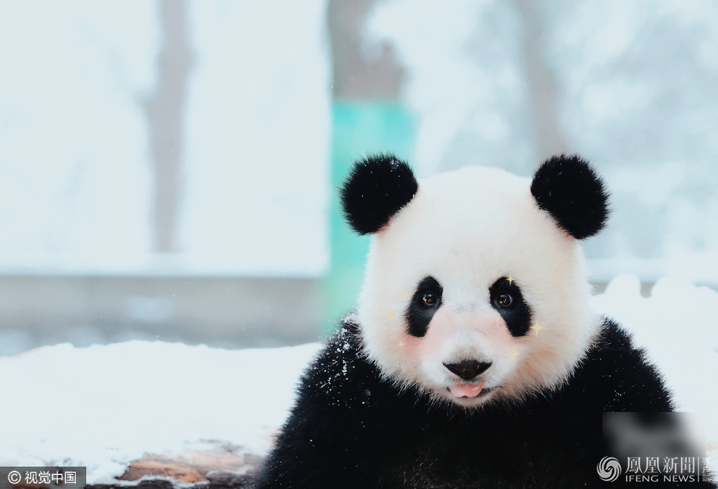 萌哭了！當(dāng)動(dòng)物遇上美顏相機(jī)