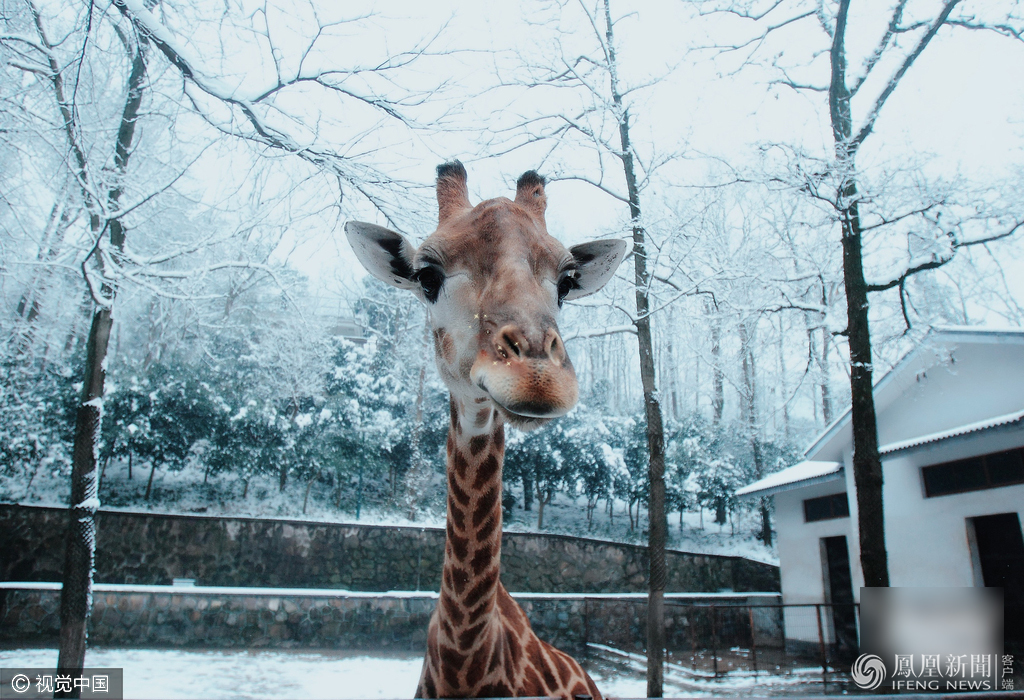 萌哭了！當(dāng)動物遇上美顏相機(jī)