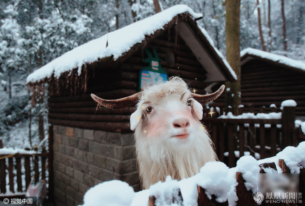萌哭了！當(dāng)動物遇上美顏相機