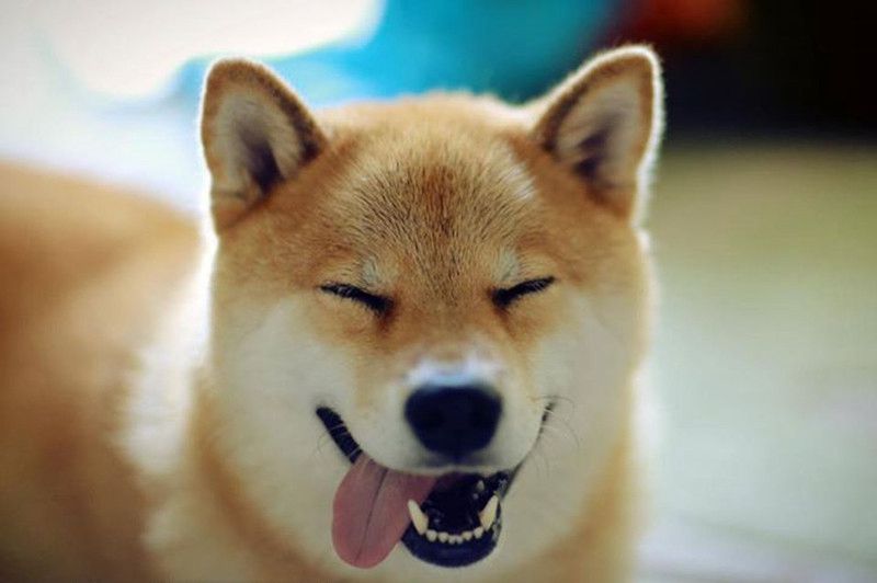 柴犬因愛看電視有“繪畫技能”走紅網絡【圖】